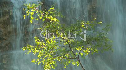 Tree with waterfall