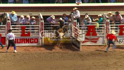 rodeo, Brahma bull riding spinner and buck off