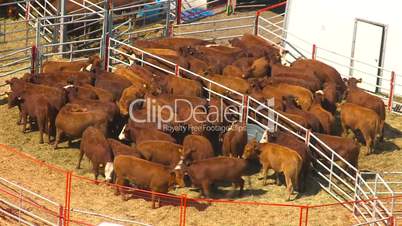 cattle penned at rodeo