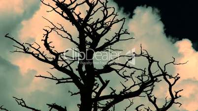 Colorized dead tree and clouds