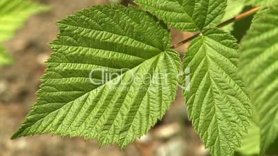 Bright green leaves