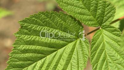 Bright green leaves