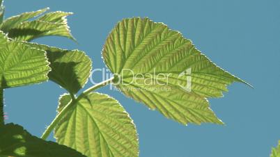 Bright green leaves