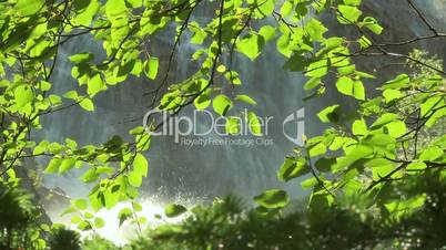 Leaves in front of waterfalls