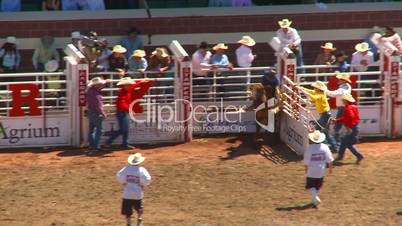 rodeo, junior steer riding