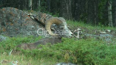 Big Horn Sheep