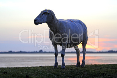 Schaf bei Sonnenuntergang