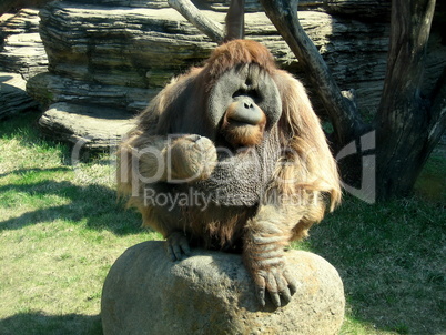 Angry orangutan