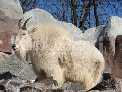 Snow goat