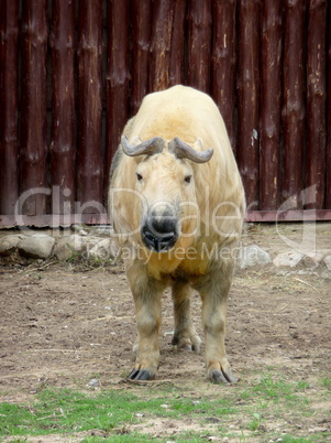 Tibetan takin