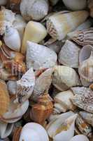 Muscheln und Schnecken