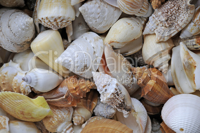 Muscheln und Schnecken