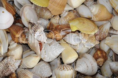 Muscheln und Schnecken