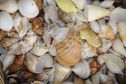 Muscheln und Schnecken