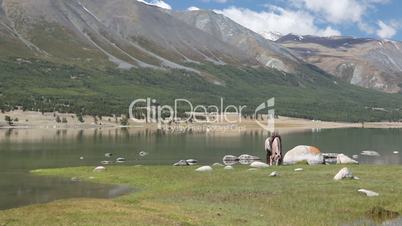 Horse eat grass at mountain lake Khoton Nuur in Mongolian Altai
