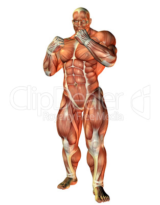 Muskelstudie eines Boxers