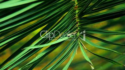 The green palm branches