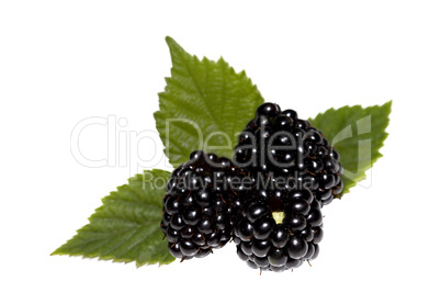 Brombeeren