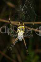Wespenspinne (Argiope bruennichi) / Wasp spider (Argiope bruenni