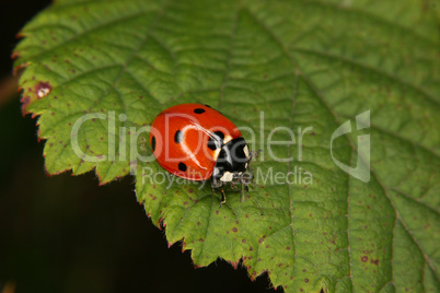 Siebenfleck-Marienkaefer (Coccinella septempunctata) / Ladybird
