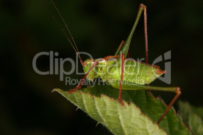 Zartschrecke (Leptophyes punctatissima) / Speckled bush-cricket