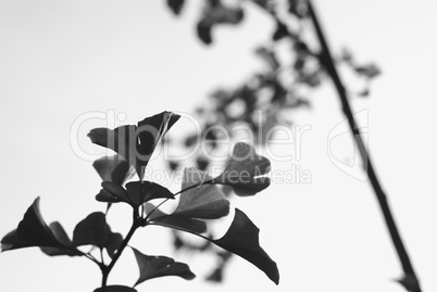 Gingkoblätter in Schwarz-Weiß