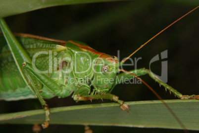 Grosses Gruenes Heupferd / Large green grasshopper (Tettigonia v