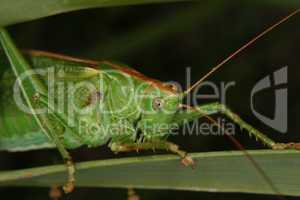 Grosses Gruenes Heupferd / Large green grasshopper (Tettigonia v