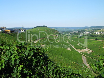 Weinberge bei Monzel an der Mosel