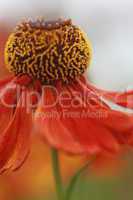 Helenium Hybrid