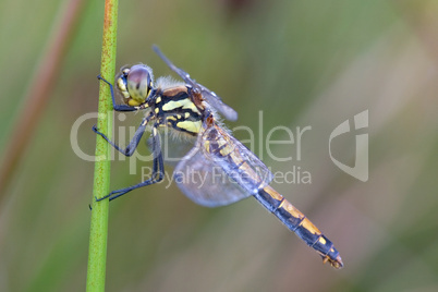 black darter - Sympetrum danae