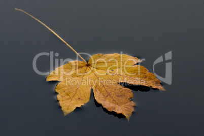 Treibendes Blatt