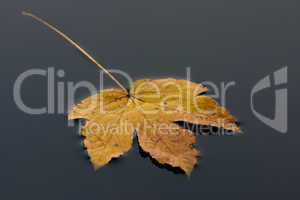 Treibendes Blatt