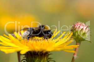 buff-tailed bumblebee - Bombus terrestris