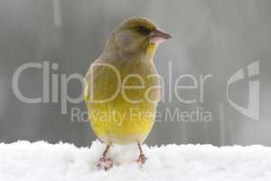 Grünfink bei Schneefall