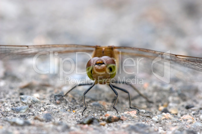 Streetworker - Sympetrum vulgatum