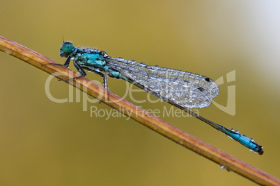 Ischnura elegans - Pechlibelle