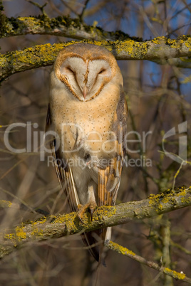 Scheiereule - Tyto alba