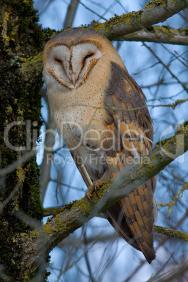 Schleiereule - Tyto alba