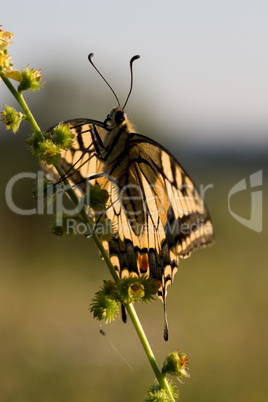 swallow-tail - papilio machaon