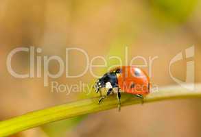 Spring comes. Closeup of ladybird