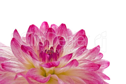 Close-up - pink dahlia (georgina)