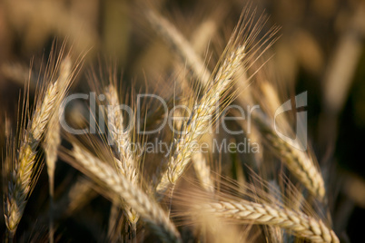 Weizenfelder im Sommer