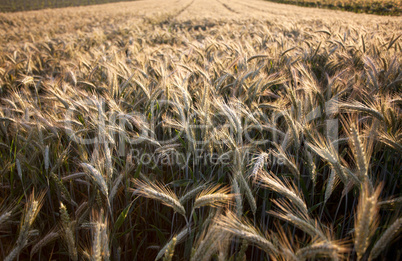 Weizenfelder im Sommer