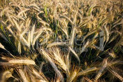 Weizenfelder im Sommer