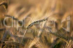 Weizenfelder im Sommer