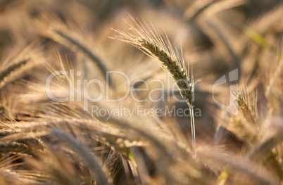 Weizenfelder im Sommer