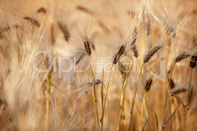 Weizenfelder im Sommer