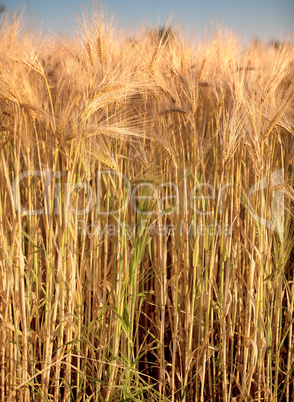 Weizenfelder im Sommer