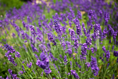 Lavendel Lavandula angustifolia